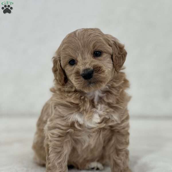 Raylee, Mini Goldendoodle Puppy