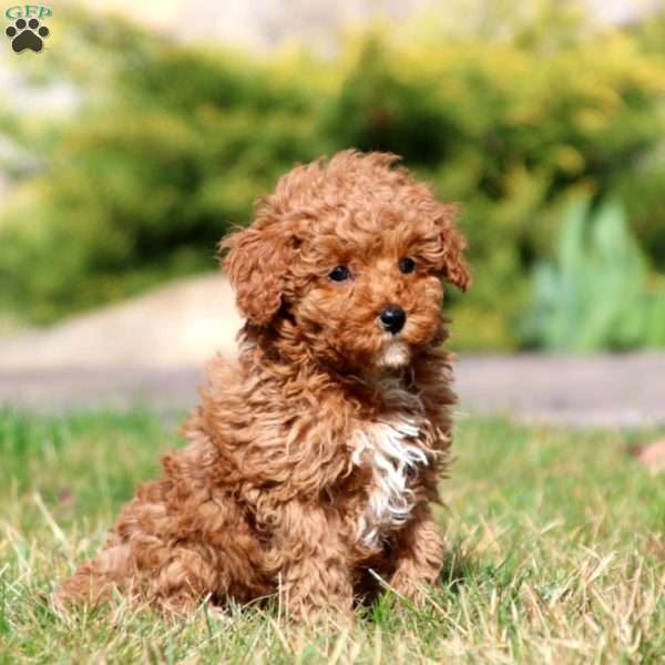 Rayna, Miniature Poodle Puppy
