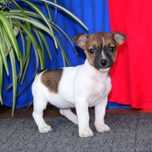 Rayna, Jack Russell Terrier Puppy