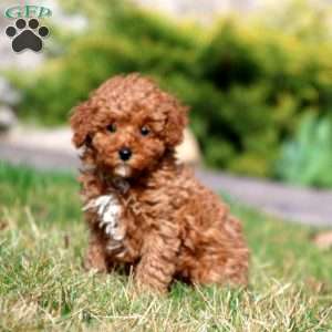 Rayna, Miniature Poodle Puppy