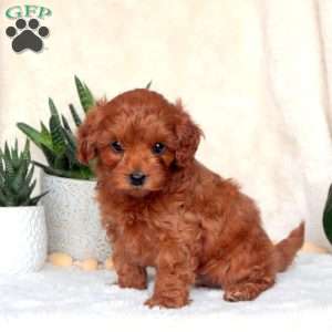 Cinnamon red maltipoo puppies best sale for sale