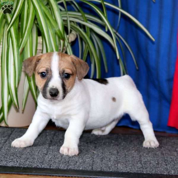 Reese, Jack Russell Terrier Puppy