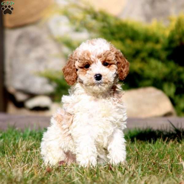 Reese, Miniature Poodle Puppy