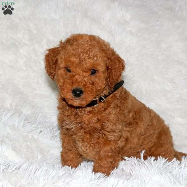 Reggie, Mini Goldendoodle Puppy