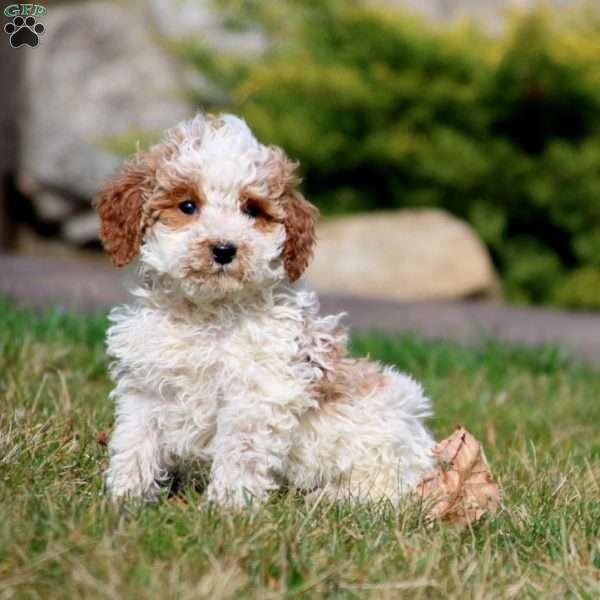Ricky, Miniature Poodle Puppy