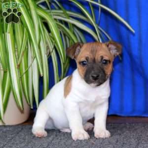 Ricky, Jack Russell Terrier Puppy
