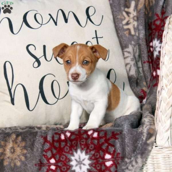 Riley, Jack Russell Terrier Puppy