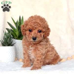 Maltipoo best sale greenfield puppies