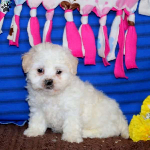 Riley, Shih-Poo Puppy