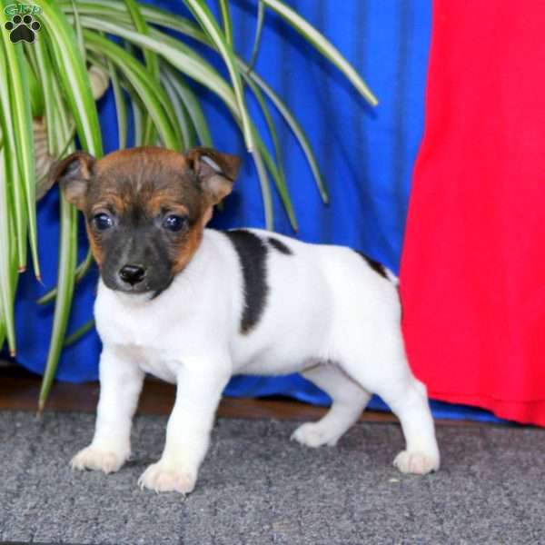 Rilynn, Jack Russell Terrier Puppy