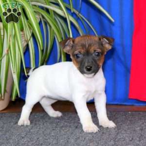 Rilynn, Jack Russell Terrier Puppy
