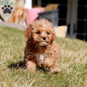 Rilynn, Miniature Poodle Puppy