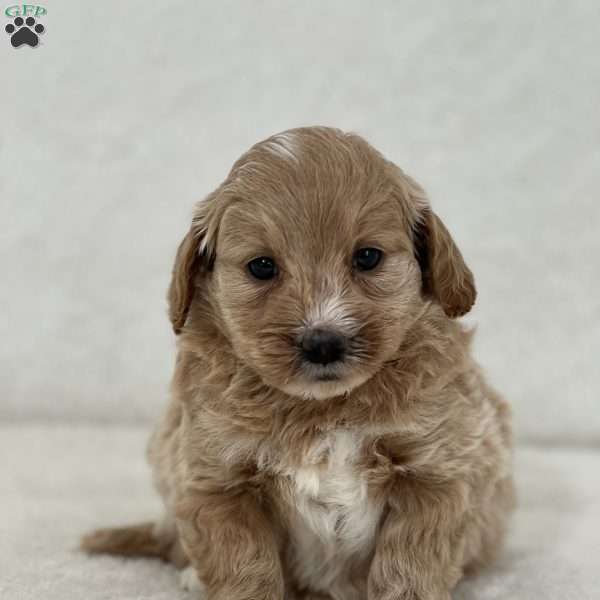 Ritzy, Mini Goldendoodle Puppy