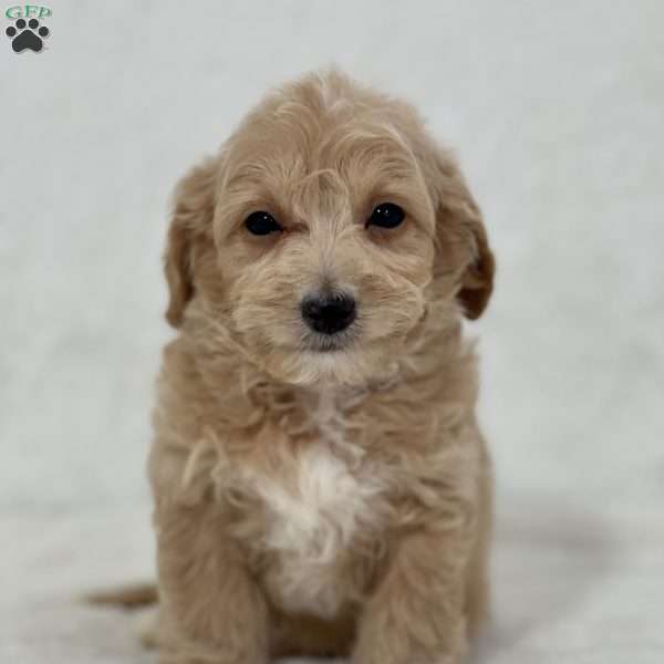 Rocco, Mini Goldendoodle Puppy