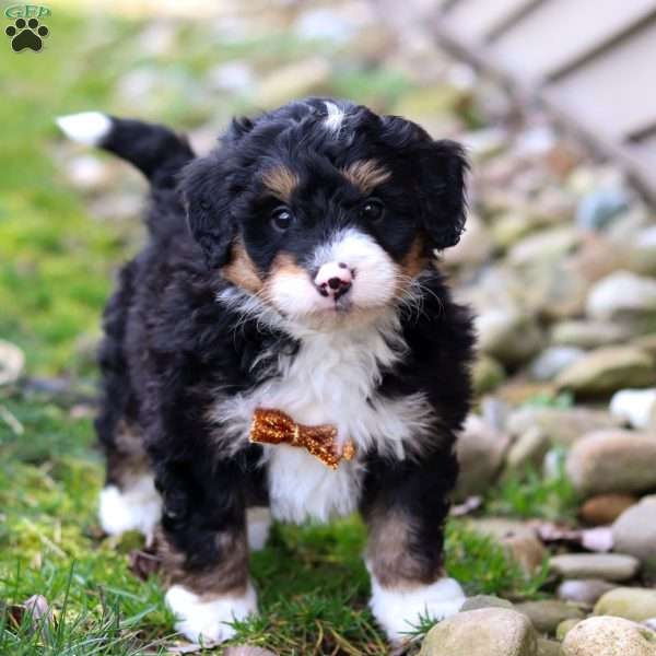 Rocky, Mini Bernedoodle Puppy