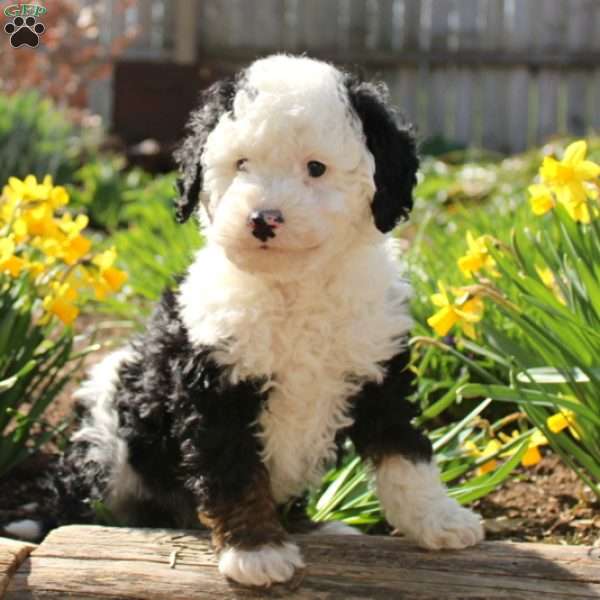 Rodger, Mini Bernedoodle Puppy
