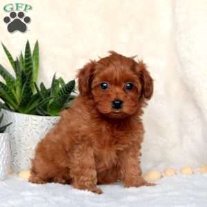 Maltipoo 2024 greenfield puppies