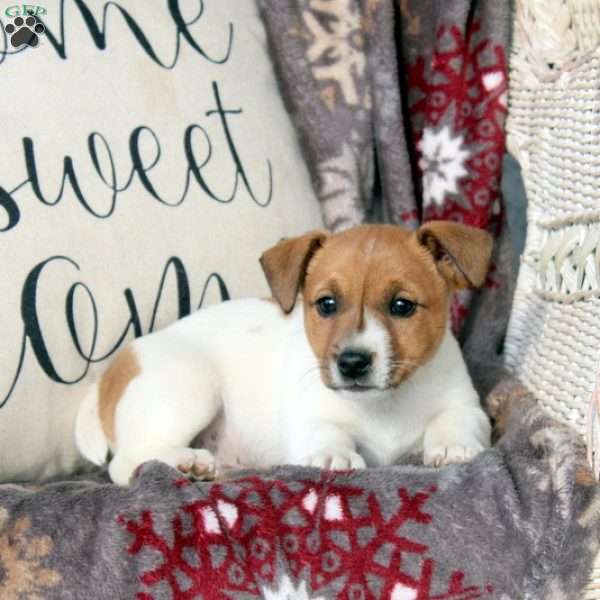 Rosco, Jack Russell Terrier Puppy