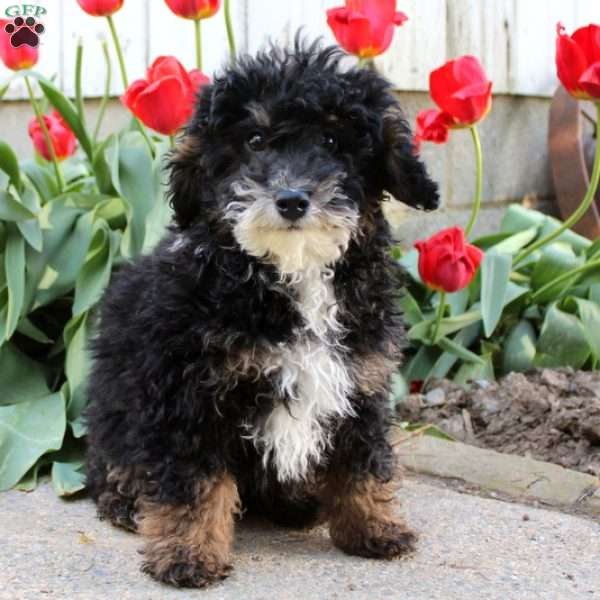 Rover, Mini Bernedoodle Puppy