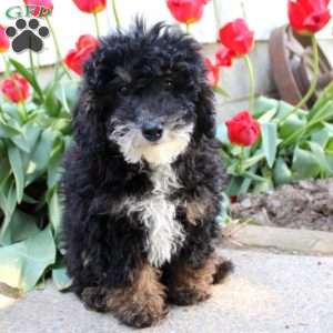 Rover, Mini Bernedoodle Puppy