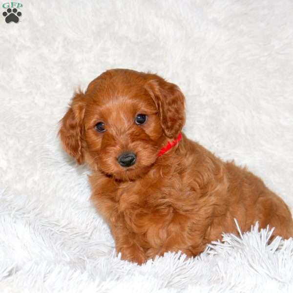 Rudy, Mini Goldendoodle Puppy