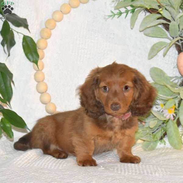 Rusty-Mini, Dachshund Puppy