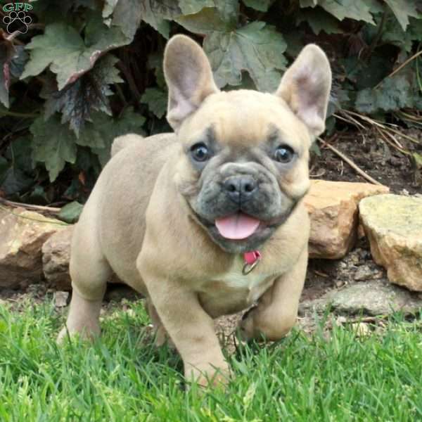 Sadie, French Bulldog Puppy