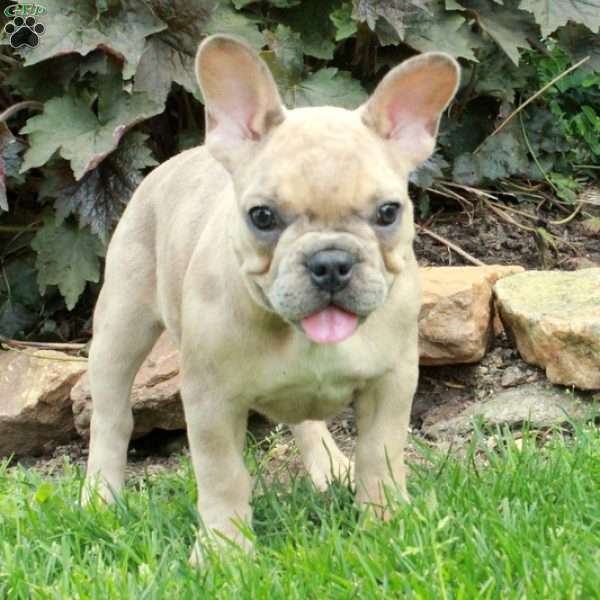 Sage, French Bulldog Puppy
