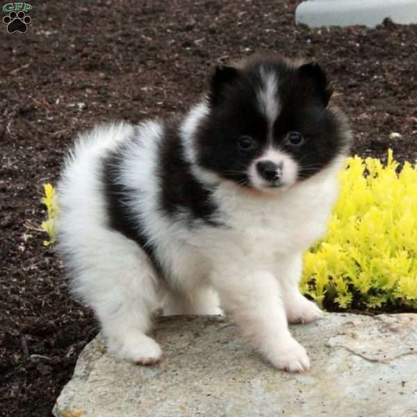 Saint, Pomeranian Puppy