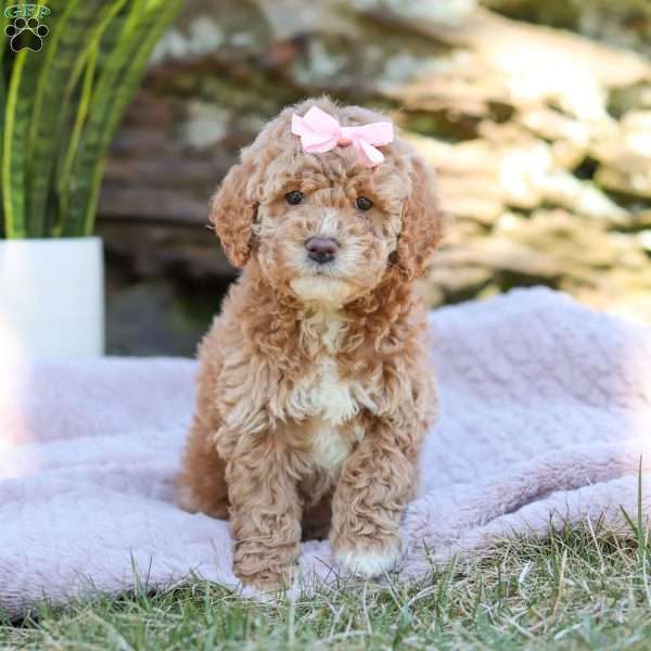 Sally, Cockapoo Puppy