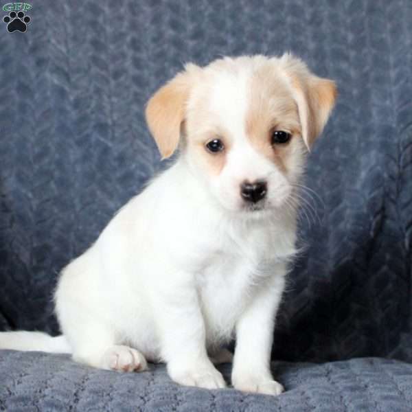 Sam, Jack Russell Mix Puppy