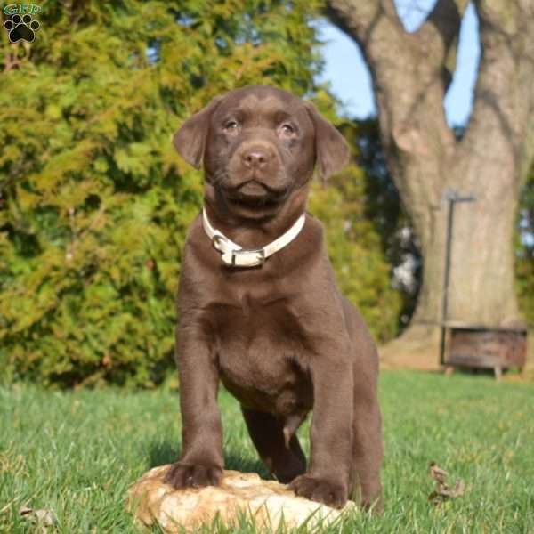Samson, Chocolate Labrador Retriever Puppy
