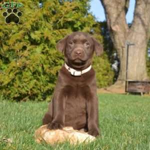 Samson, Chocolate Labrador Retriever Puppy