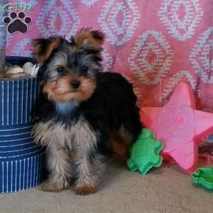 Greenfield yorkies hot sale