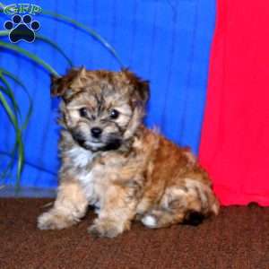 Greenfield best sale puppies havanese