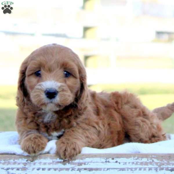 Sandy, Mini Goldendoodle Puppy