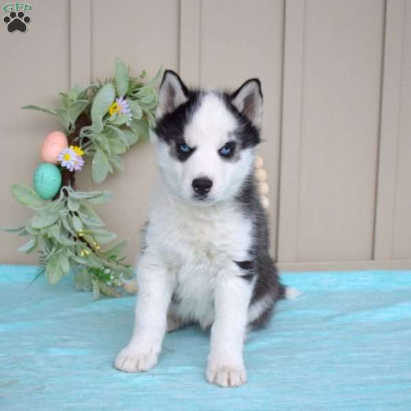Scout, Siberian Husky Puppy