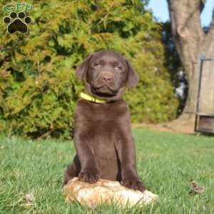 Scout, Chocolate Labrador Retriever Puppy