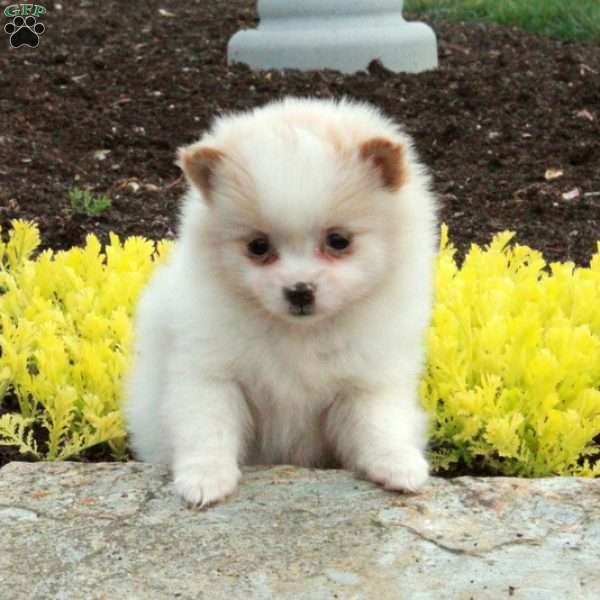 Sebastian, Pomeranian Puppy