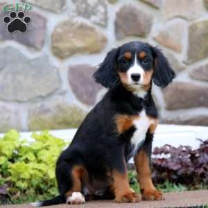 Sela, Miniature Bernese Mountain Dog Puppy