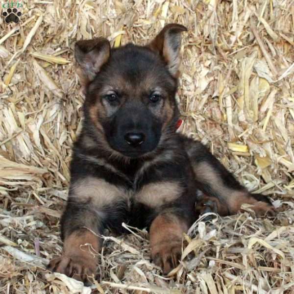 Selma, German Shepherd Puppy