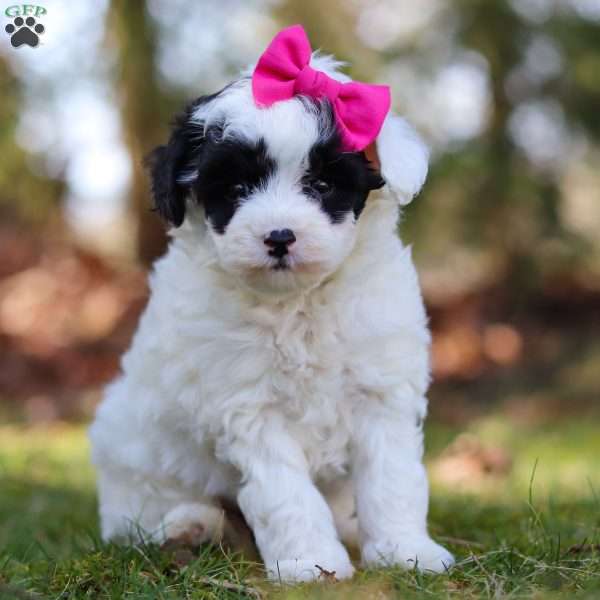 Serena, Toy Poodle Puppy