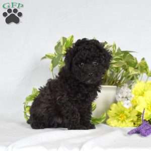 Shadow, Toy Poodle Puppy
