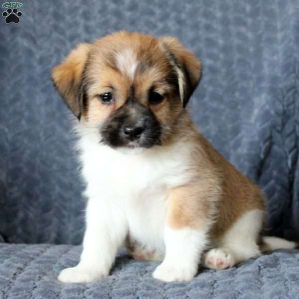 Shane, Jack Russell Mix Puppy