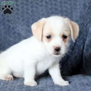 Shawn, Jack Russell Mix Puppy
