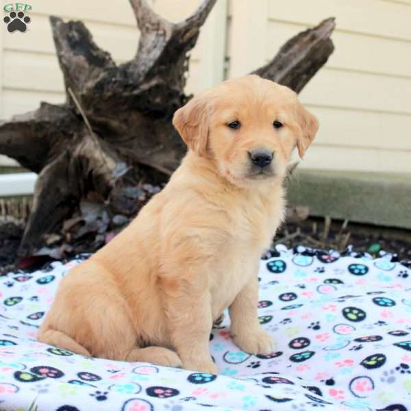 Shelby, Golden Retriever Puppy