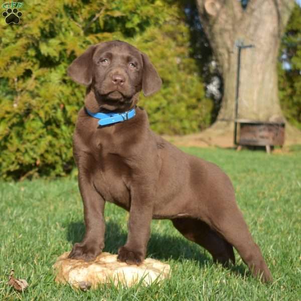 Sierra, Chocolate Labrador Retriever Puppy