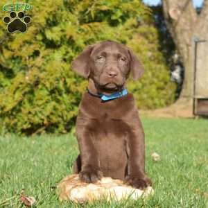 Sierra, Chocolate Labrador Retriever Puppy