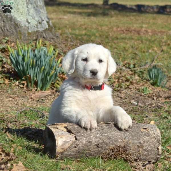 Sig, Great Pyrenees Puppy