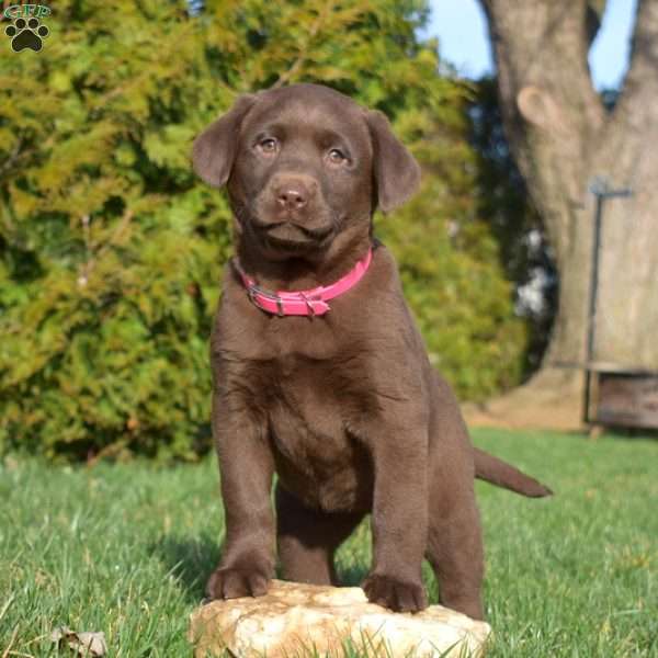 S’mores, Chocolate Labrador Retriever Puppy